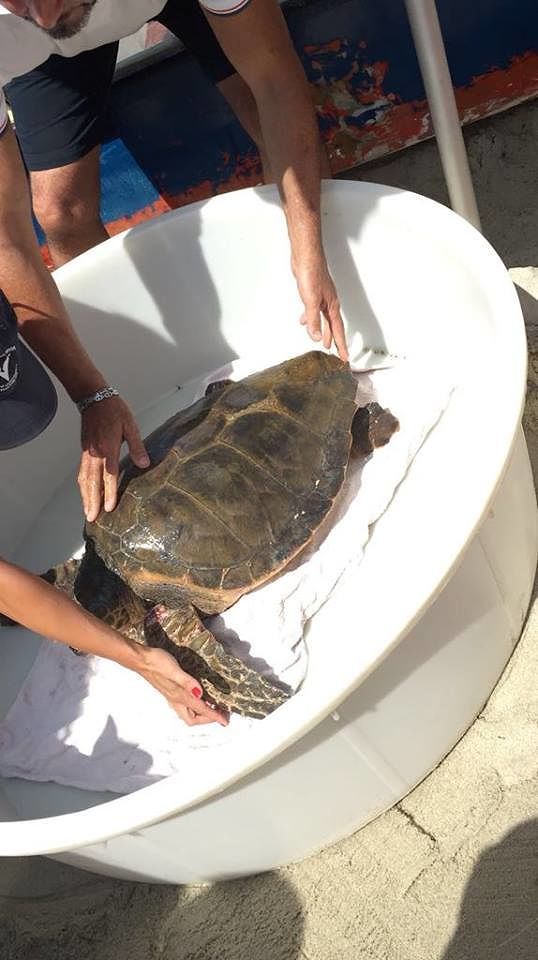 Una tartaruga ferita soccorsa e salvata dal bagnino Marco a Torre delle Stelle