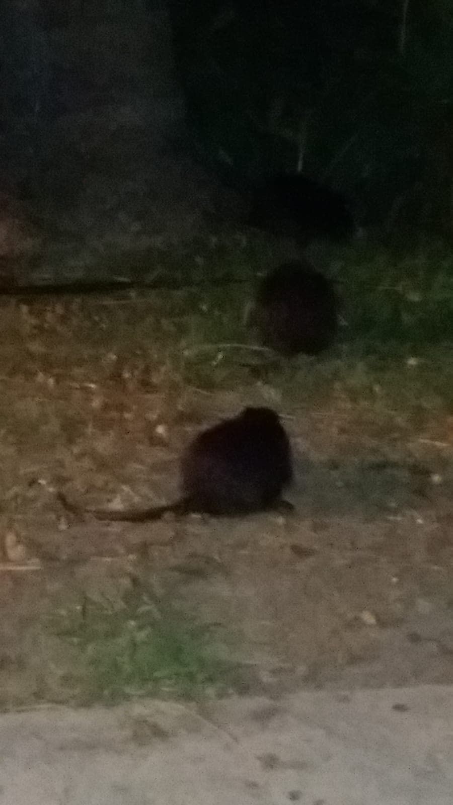 Cagliari, nutrie a spasso nel parco di Terramaini: “Bambini terrorizzati mentre mangiano, che schifo”