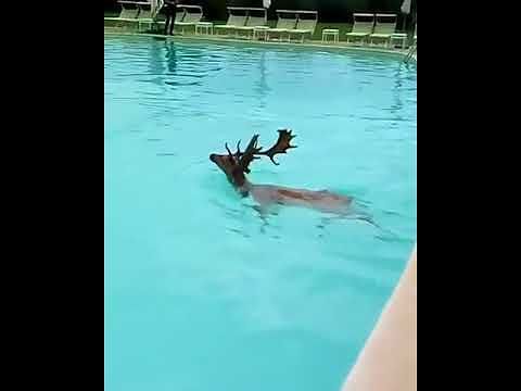 Is Molas, daino si tuffa nella piscina del resort