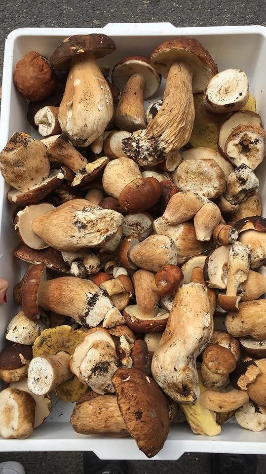 Funghi, è boom ad agosto in Sardegna: la pioggia porta alle raccolte record, ecco le migliori