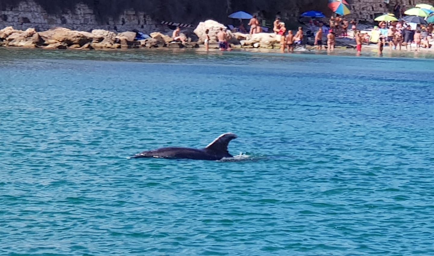 Un bellissimo delfino davanti alla spiaggia di Calamosca: lo show di fronte ai bagnanti cagliaritani