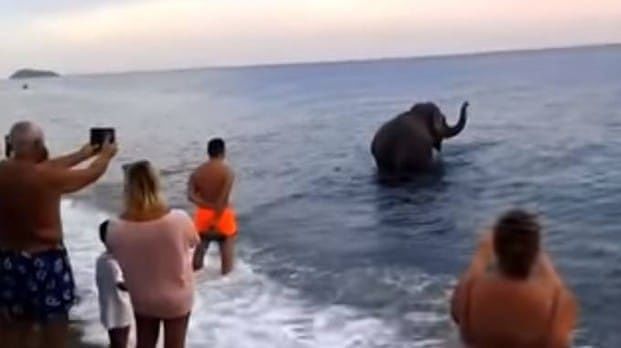 Sorpresa sulla spiaggia, un elefante entra in acqua e fa il bagno