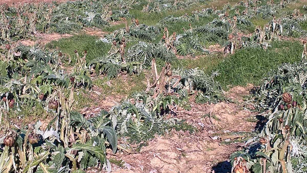 Calamità, annata nera anche nel 2018. Copagri: “Servono risorse”
