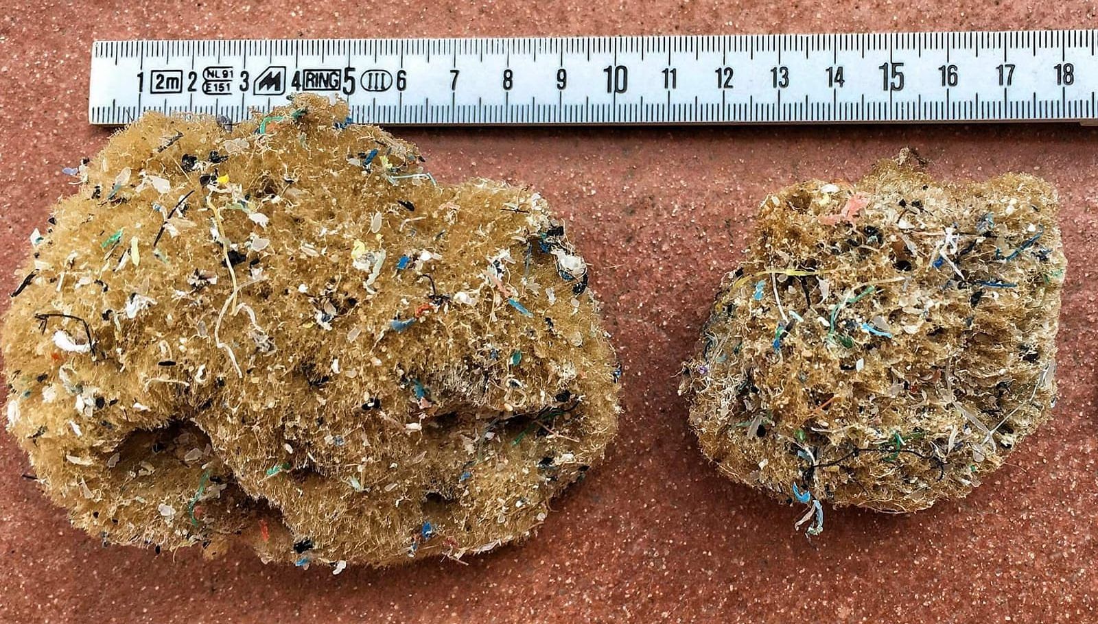 Spugne marine soffocate e uccise dalle microplastiche, maxi inquinamento nelle acque della Sardegna