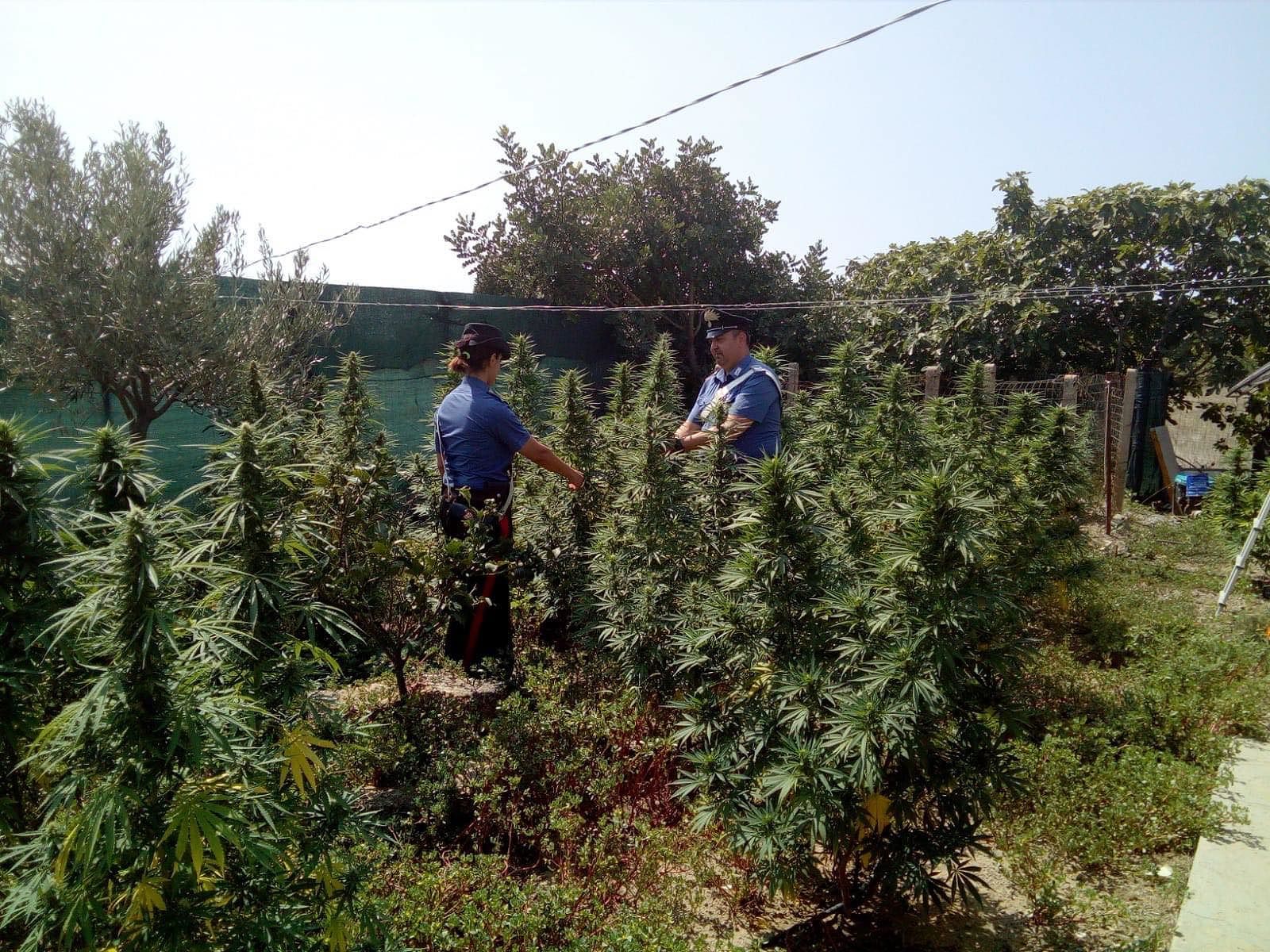 Quartu, allestisce una serra con piante di marijuana alte quasi 2 metri: nei guai disoccupato