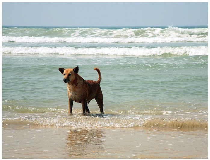 Cagliari, cani sguinzagliati disturbano i bagnanti al Poetto: multati i proprietari