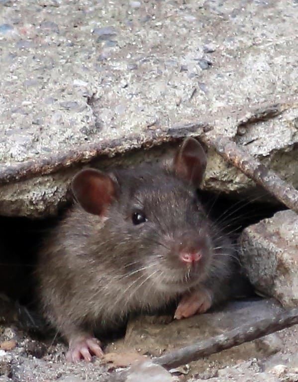 Orrore in Belgio, bimba di due mesi mangiata viva dai topi nel lettino