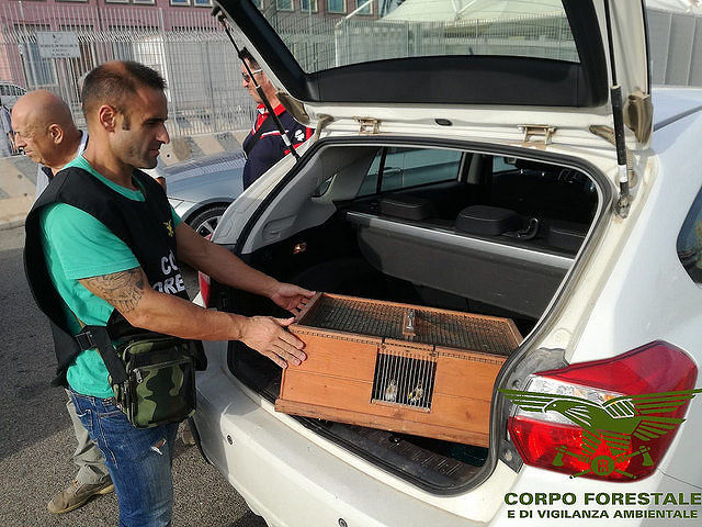 Forestale, liberati 35 cardellini destinati al mercato nero: denunciato un turista