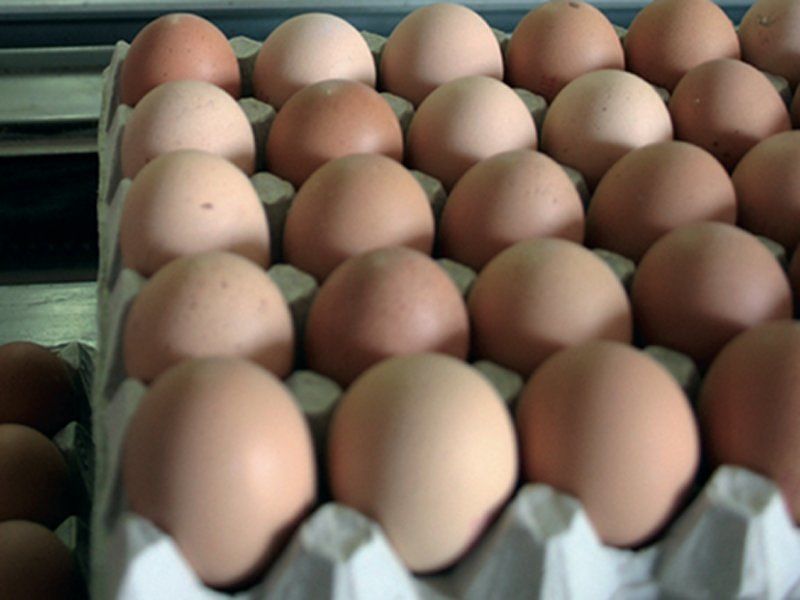 Uova fresche, allerta del ministero della salute per la salmonella: ritirati lotti dell’Avicola Ovo Fucens