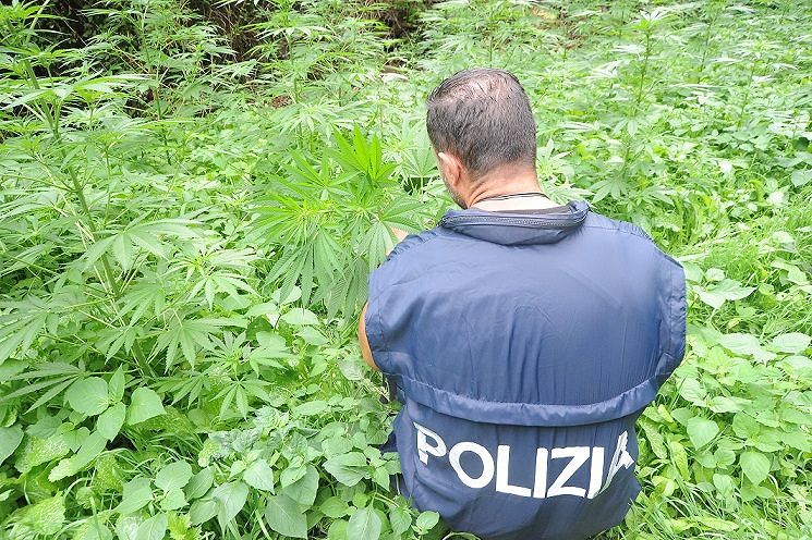 Ancora una piantagione di droga in un agriturismo: arrestato un giovane a Oliena