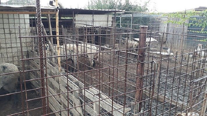 Peste suina, trovati allevamenti illegali di maiali in Ogliastra: multe da 10 mila euro