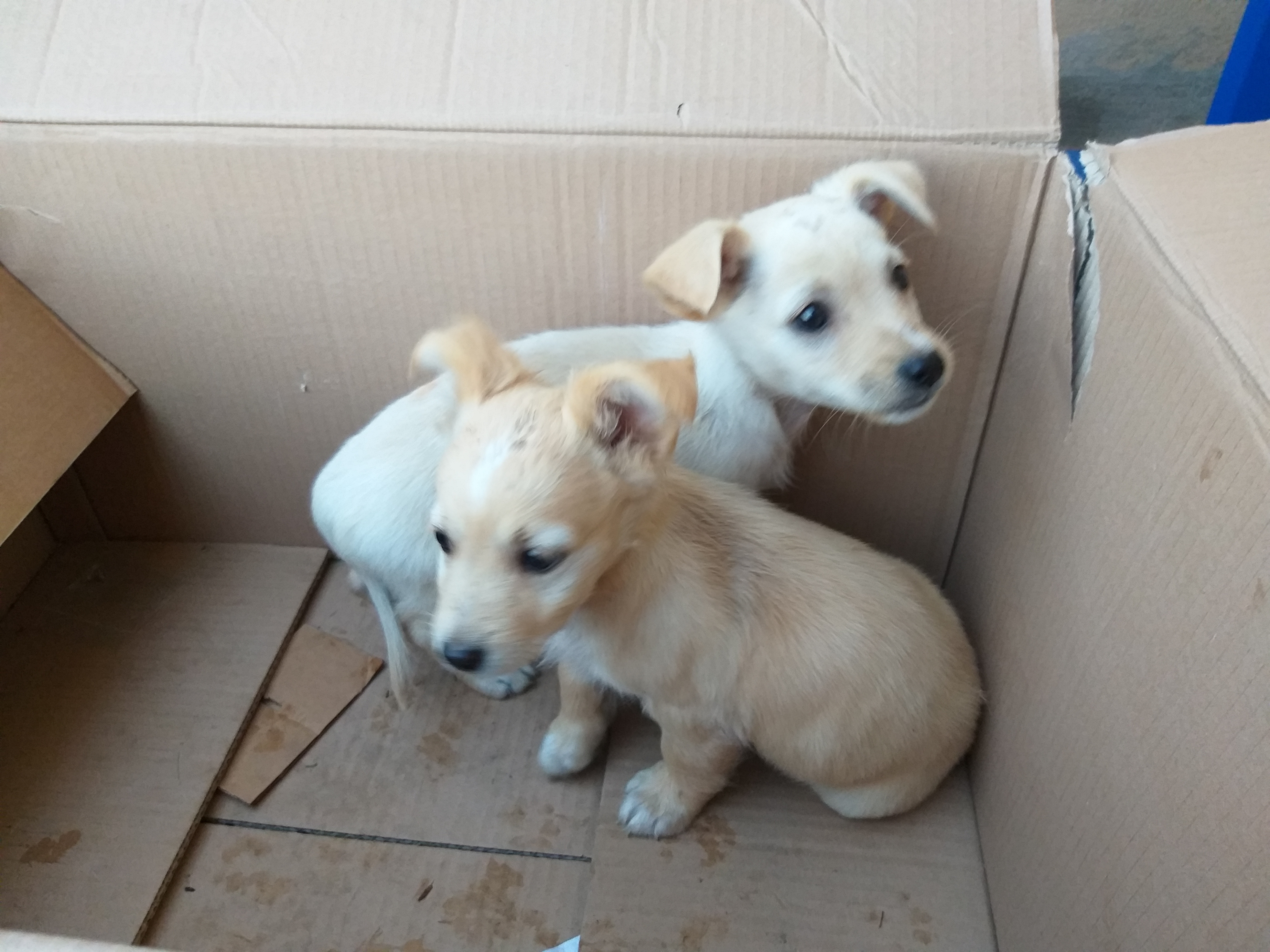Cuccioli abbandonati in un cassonetto appena nati cercano una famiglia