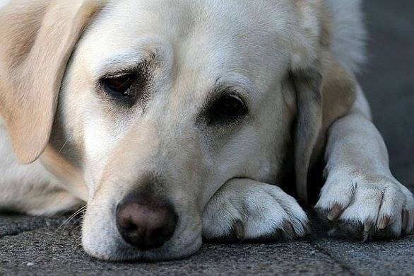 Animali: la paura più grande quando si ama troppo è la perdita