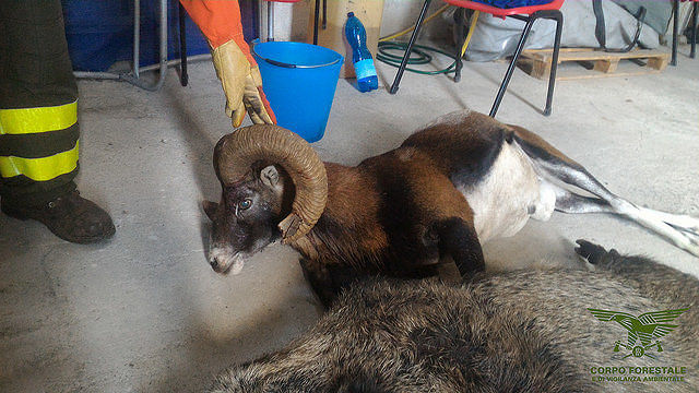 Un muflone e un cinghiale uccisi dai bracconieri a Villagrande:  nove indagati