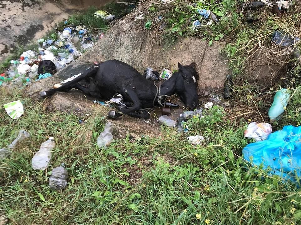 Orrore ad Assemini, cavallo trovato morto dentro un canale