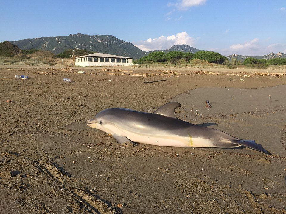 Delfino spiaggiato a Feraxi: “Morto per cause sconosciute”