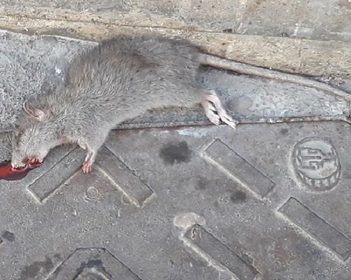 Cagliari, degrado in via Garibaldi: “Lo schifo davanti a passanti e turisti”