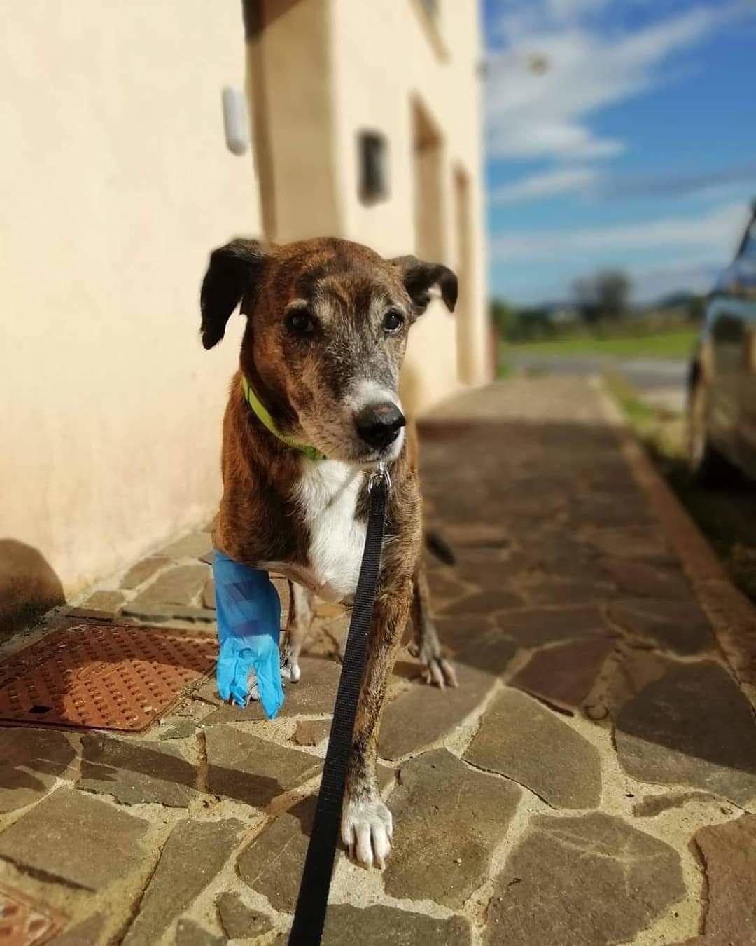 Sulcis, colpito con un’accetta e sparato: salvato, ma Nino cerca una casa