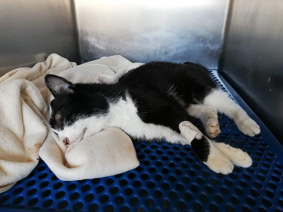 Orrore a Maracalagonis, “il gatto lanciato in un cortile è morto tra l’indifferenza di tutti”