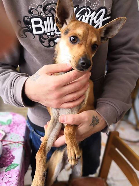 Sos per un cagnetto smarrito a Flumini: chi lo riconosce?