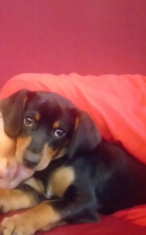 Sally, dolce bassotta di un anno scomparsa a Capoterra: “Ha solo 1 anno, aiutateci”