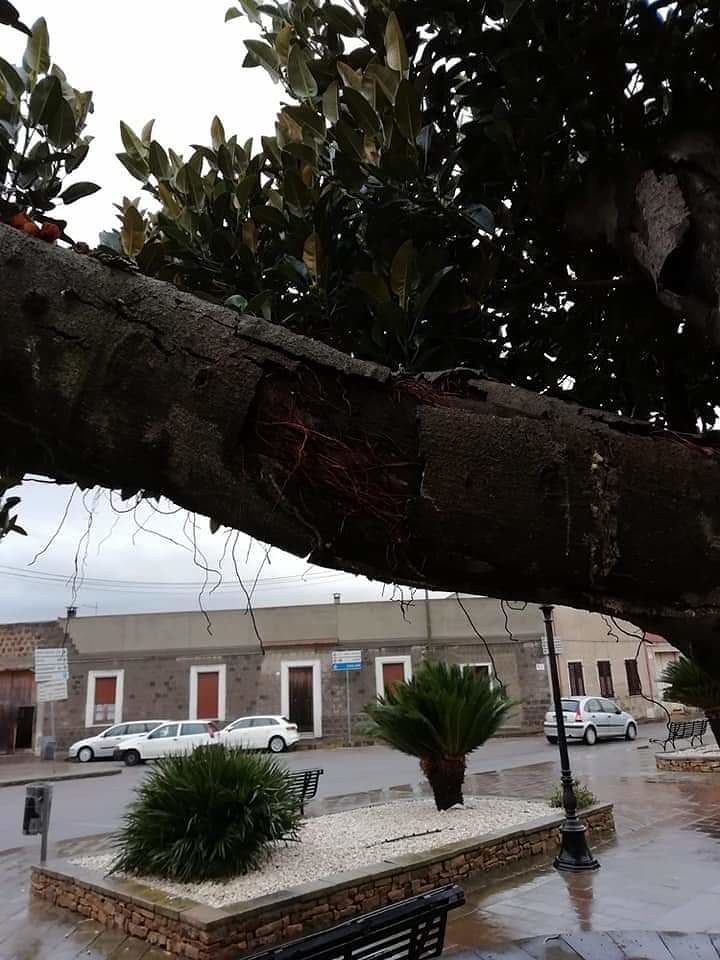 Nuraminis, addio agli storici Ficus che da decenni adornano la piazza principale: saranno estirpati