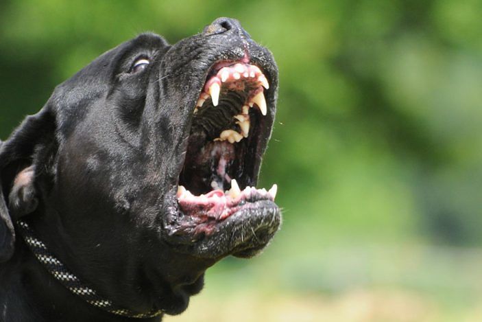 Cagliari, senegalese aggredito da 2 cani: condannato un carrozziere. Polemica su frase razzista