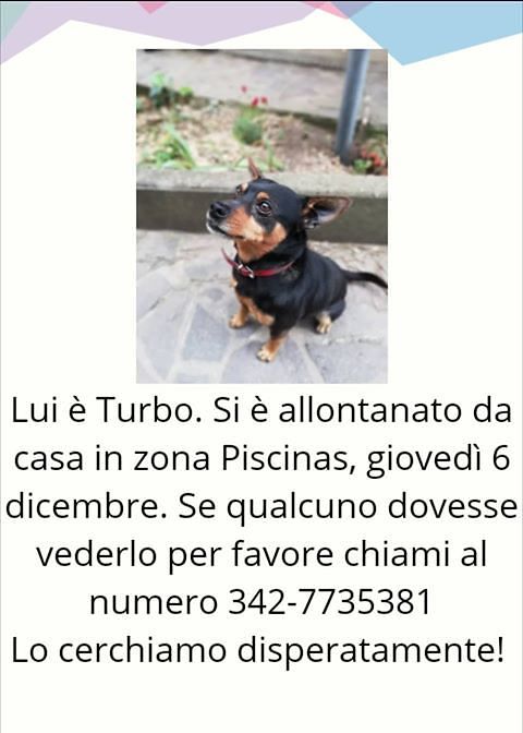 È scomparso Turbo: “Lo cerchiamo disperatamente”
