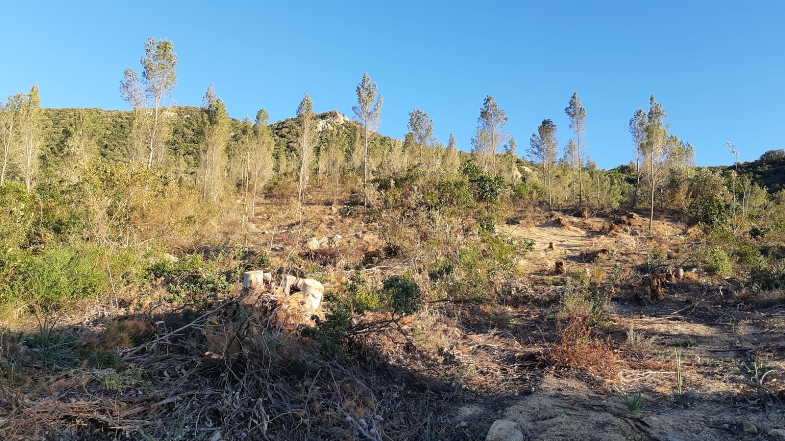 Bacca Mandra, gli escurionisti scoprono il taglio di un bosco a Quartu: “Quei lavori saranno autorizzati?”