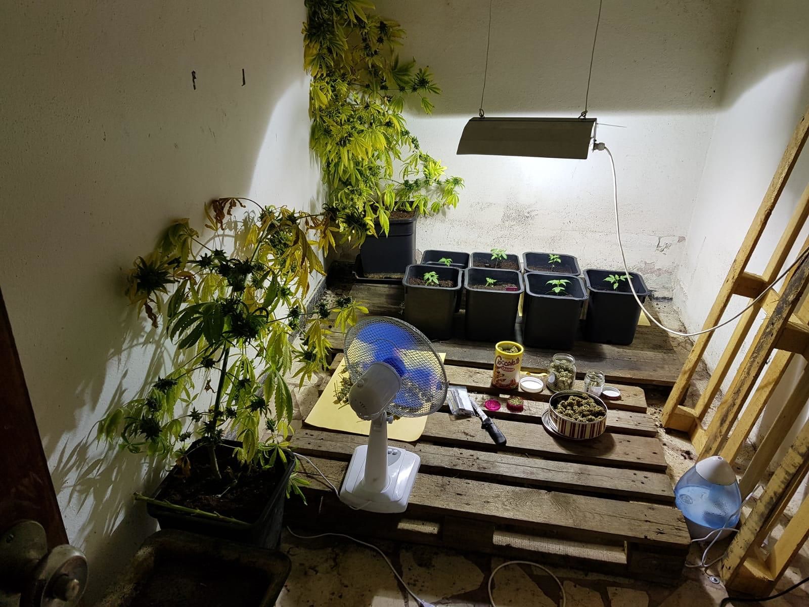 Assemini, arrestato un pizzaiolo: dentro casa aveva una piantagione di marjiuana