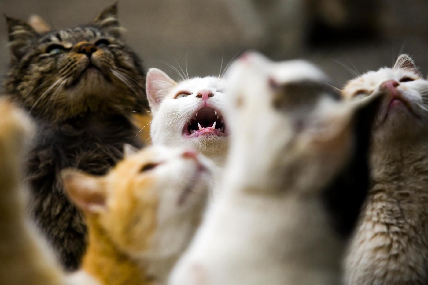 Progetto shock in Australia: uccidere due milioni di gatti entro il 2020