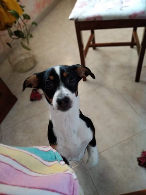 Selargius, è scomparsa la piccola Maggie: è una cucciola di soli sei mesi, proprietari disperati