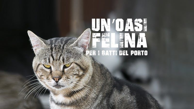 Sardegna, crowdfunding per realizzare un’oasi felina a Porto Torres