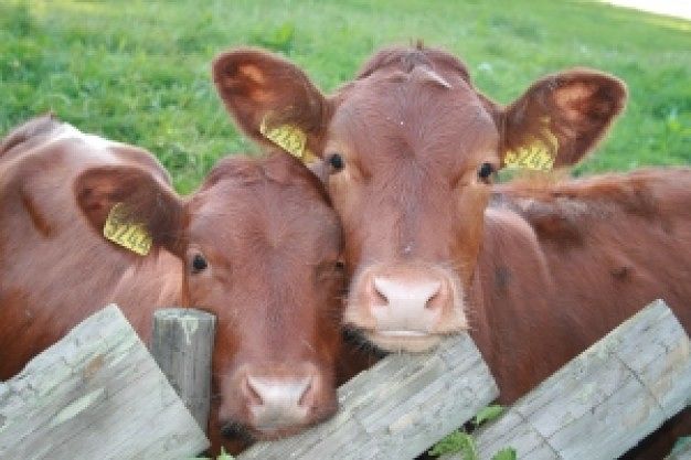 Sesso con una dozzina di animali della fattoria per 5 anni: 3 condanne per zoofilia negli Usa