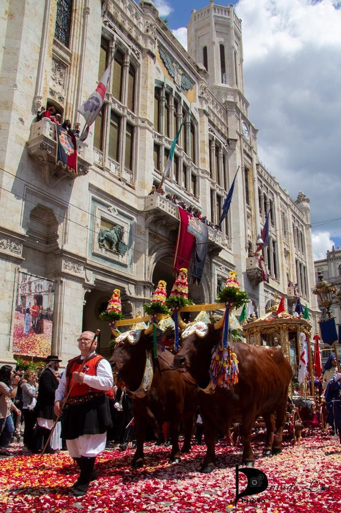 Cagliari, le pecche di Sant’Efisio: dalla scivolata dei buoi alla processione “spezzettata”