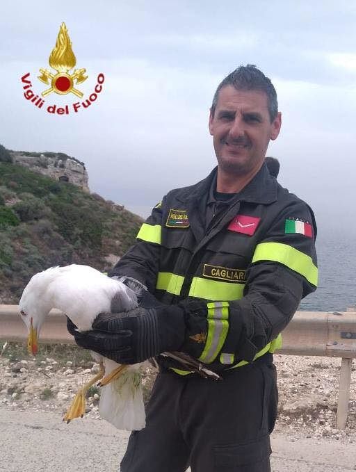 Cala Fighera, gabbiano ferito incastrato nella canna fumaria: salvato dai vigili del fuoco