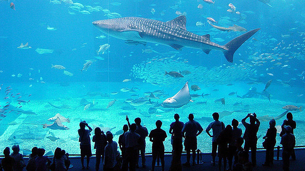 Cagliari, no all’acquario al padiglione Nervi: “Basta sfruttare gli animali”