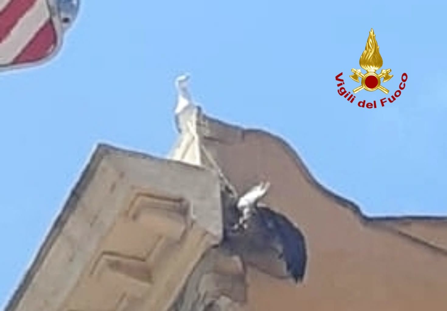 Cagliari, il gabbiano resta incastrato nel tetto in piazza Yenne: lo salvano i Vigili del fuoco