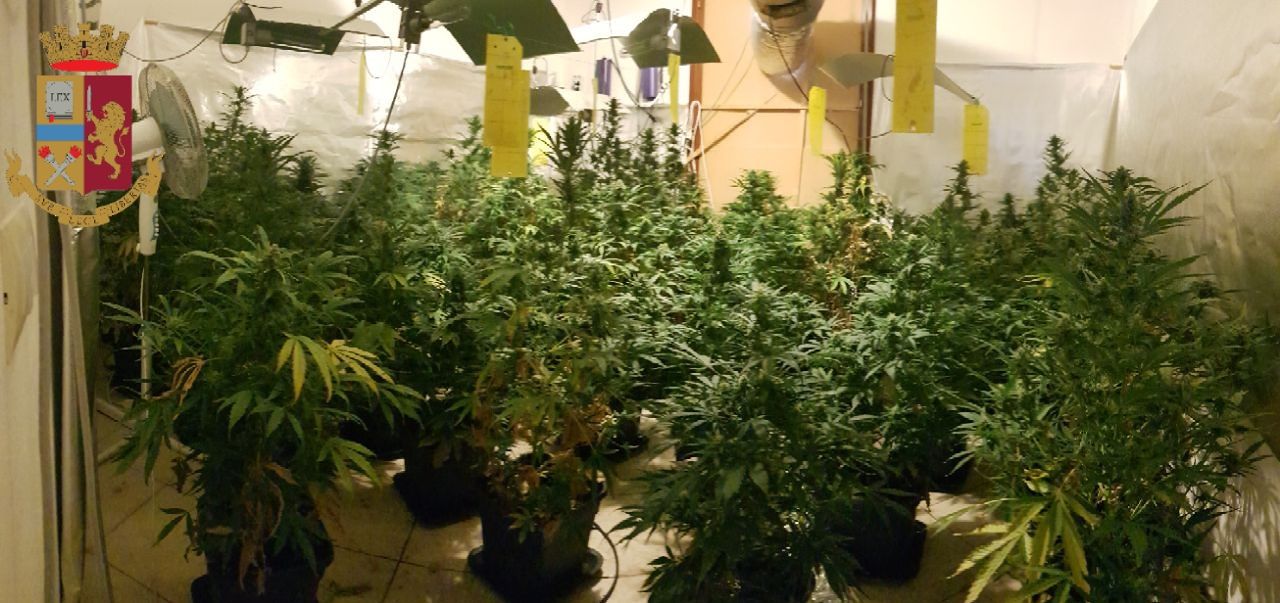 Sestu, maxi serra di marijuana dentro una casa in affitto a Cortexandra: 33enne disoccupato in manette