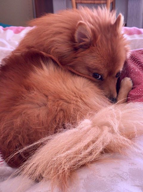 Aaron, un bellissimo spitz tedesco di 3 anni, è scappato a Solanas: l’sos disperato di Martina