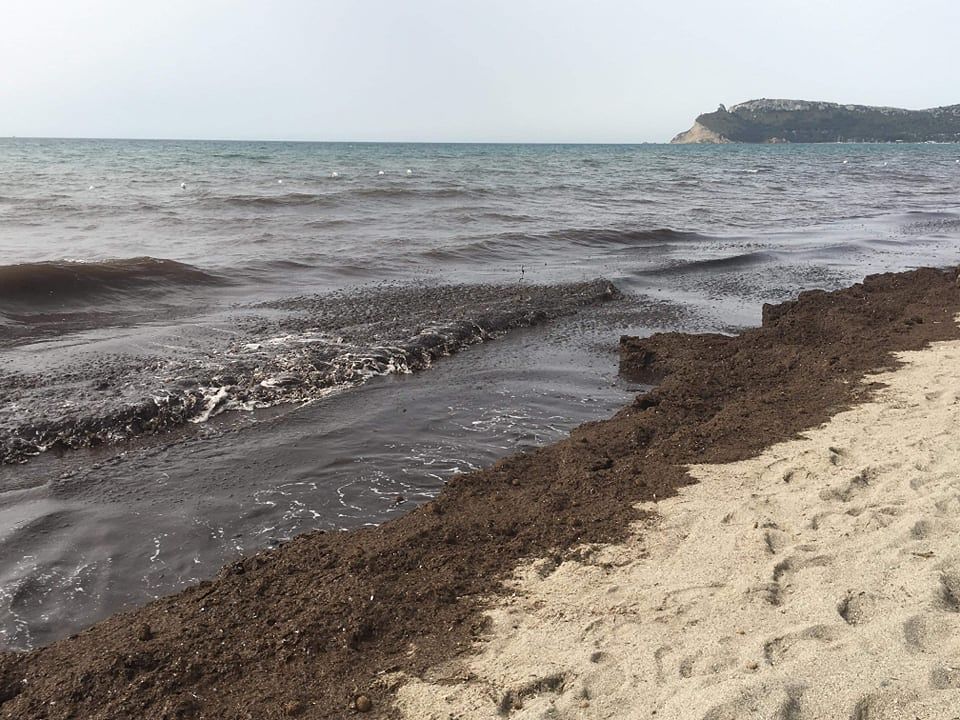 “Al Poetto di Cagliari tappeto di alghe in spiaggia, ho pagato la cabina ma non posso fare il bagno”