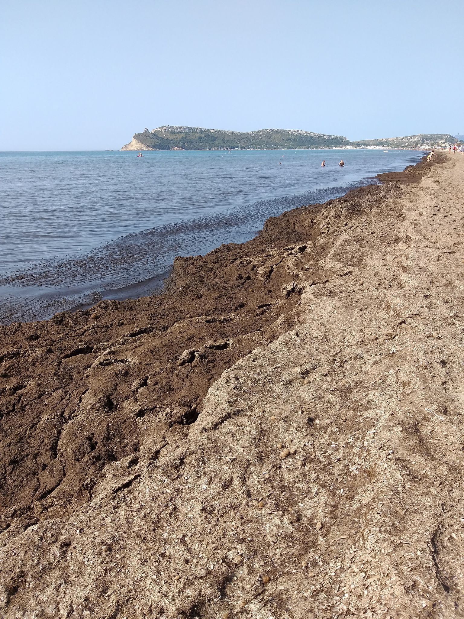Posidonia oceanica, un mare di lamentele al Poetto: “Davvero difficile fare il bagno così…”