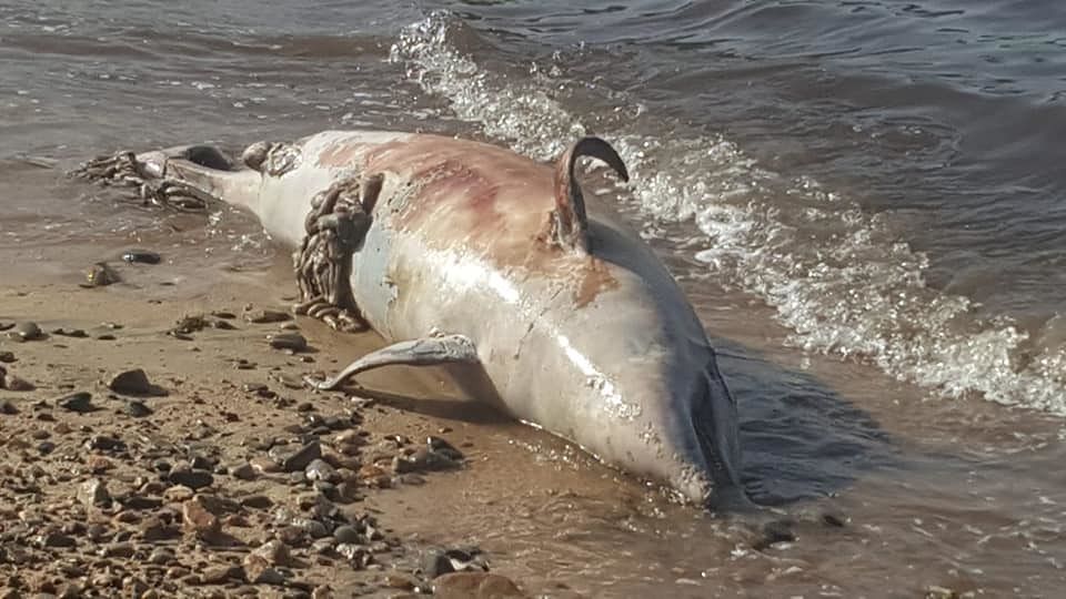 Un delfino morto trovato in spiaggia a Frutti d’Oro: la curiosità dei bagnanti