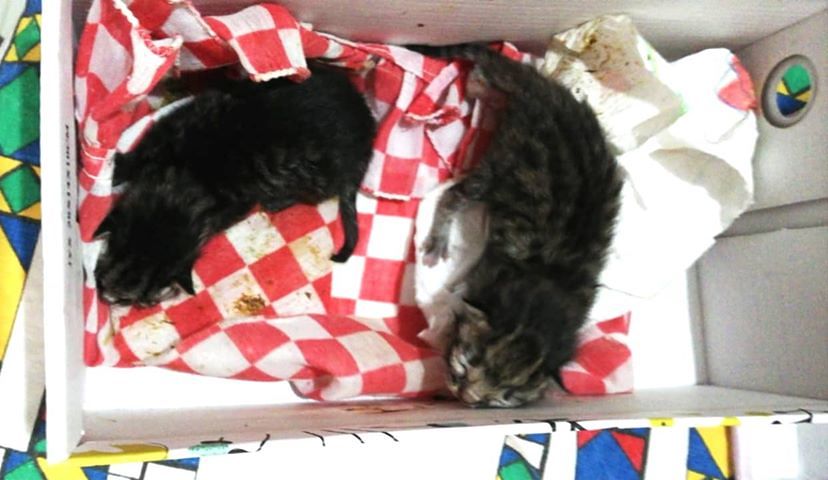 Due gattini abbandonati a Quartu: sos per adottarli!