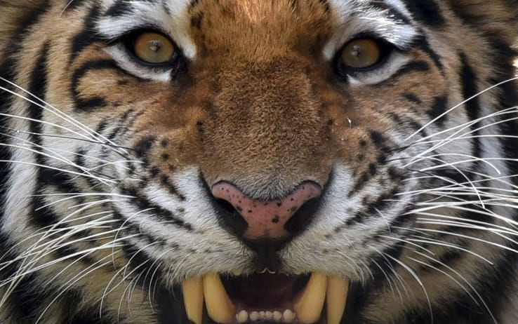 Orrore in uno zoo del Vietnam, tigre stacca il braccio a morsi ad un uomo