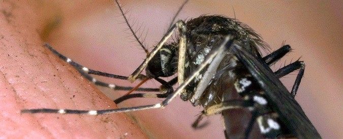 Cagliari invasa dalle zanzare, cittadini esasperati: “Subito interventi di disinfestazione”