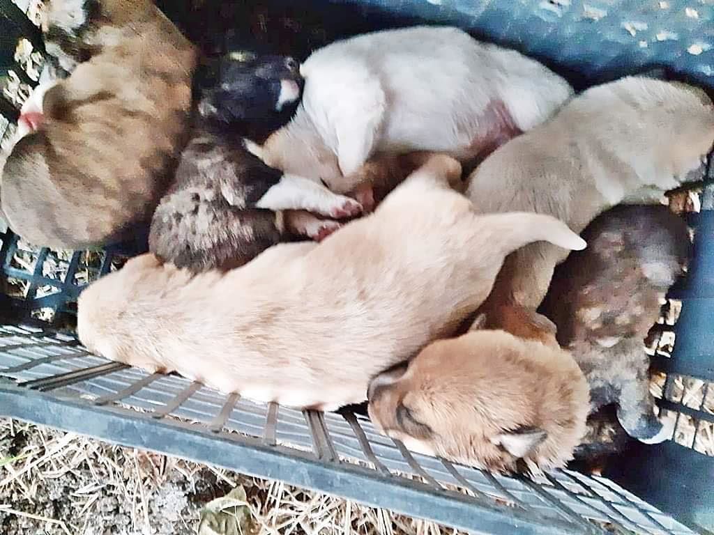 Sestu, abbandonati sotto una pianta di fico: sette cuccioli cercano casa