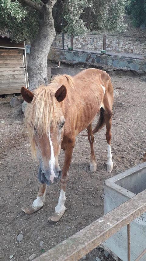 Sarroch, cavallino denutrito e abbandonato: La denuncia degli animalisti, e il sindaco interviene