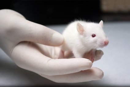 Scoperto e replicato (per ora sui topi) il gene della longevità