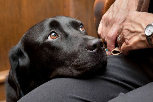 Possedere un cane fa bene al cuore e allunga la vita